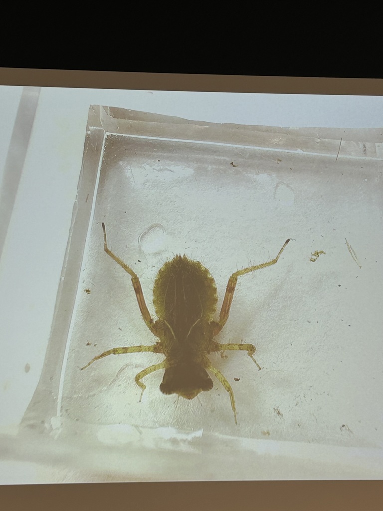 magnified invertebrate