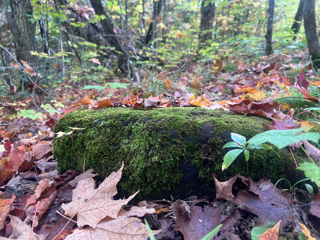 moss covered rock surrounded by fallen leaves