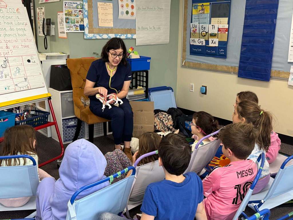 Vet shows model of cat and its organs