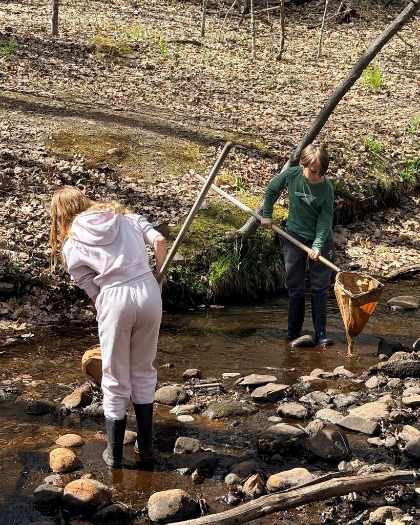 students pan for macroinvertebrates in stream