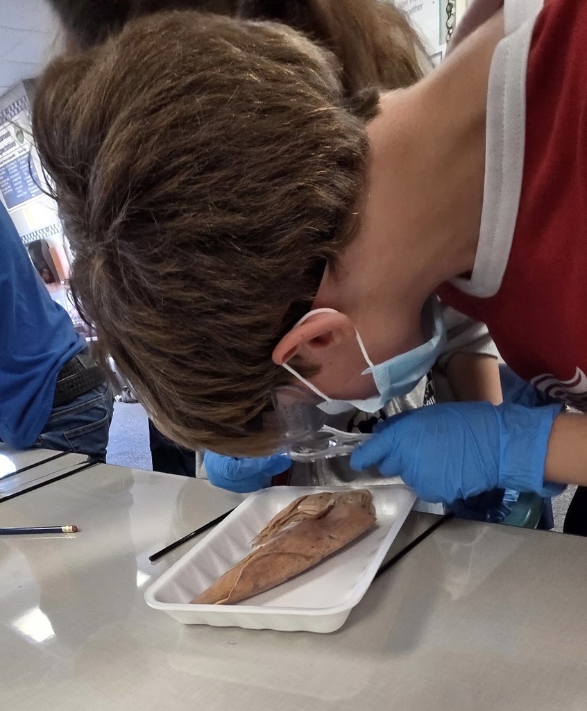 Levi getting a closer look