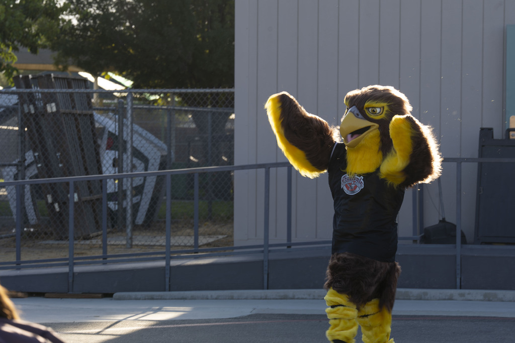Fallon the Falcon