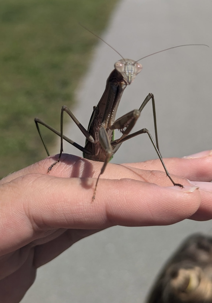 mantis