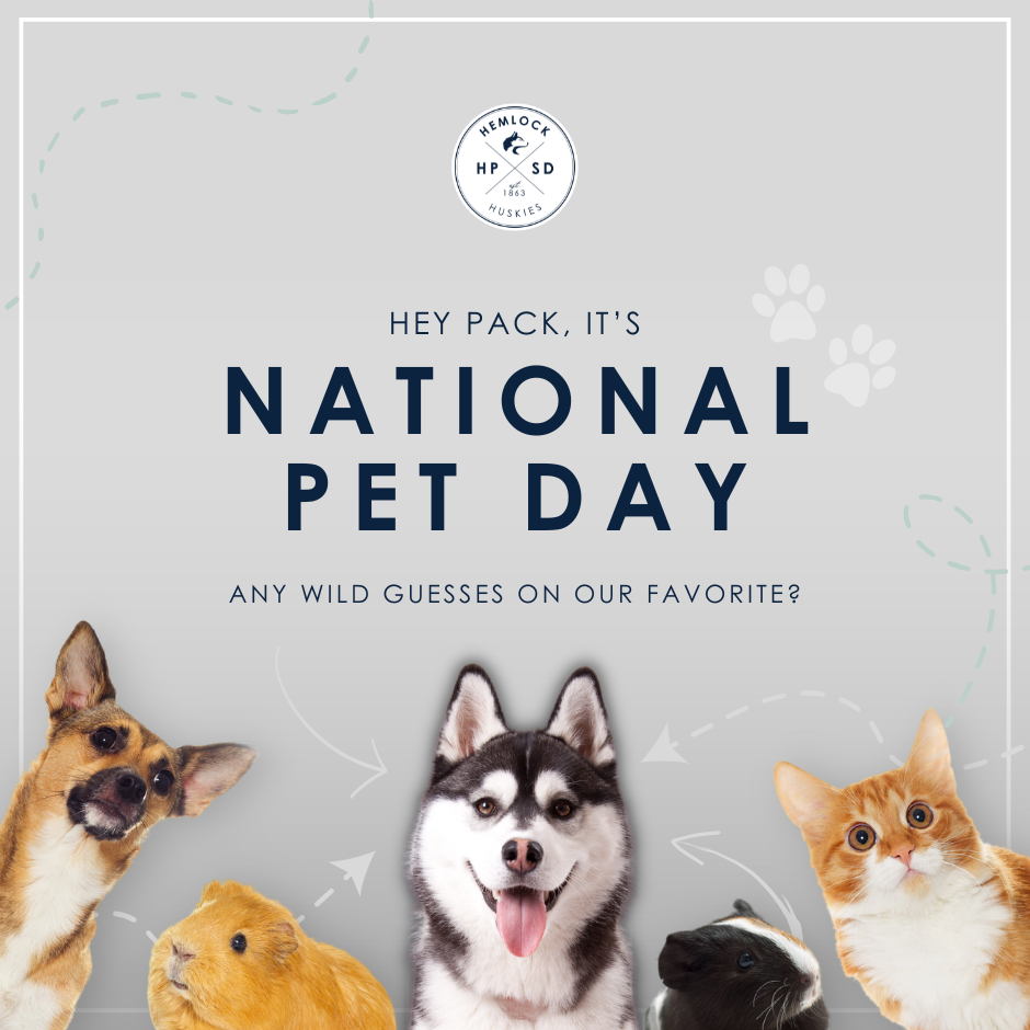 pet day