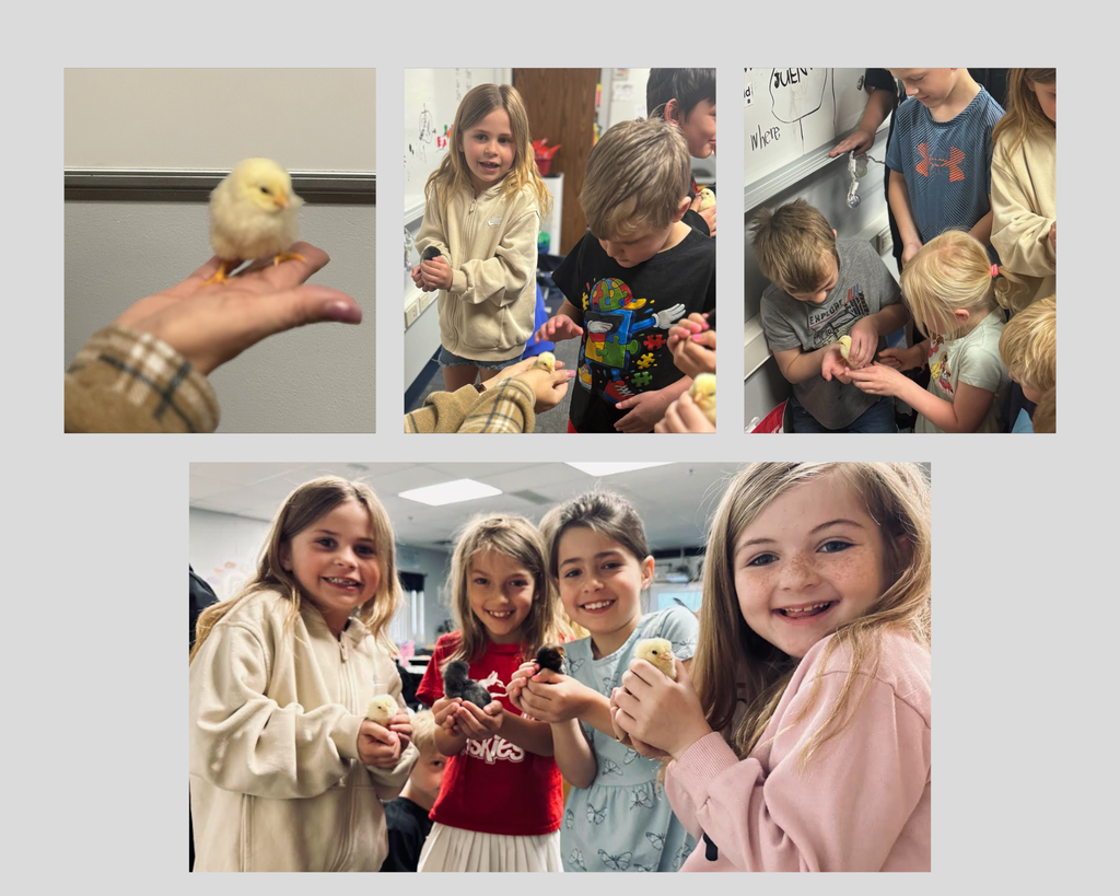 Baby Chicks