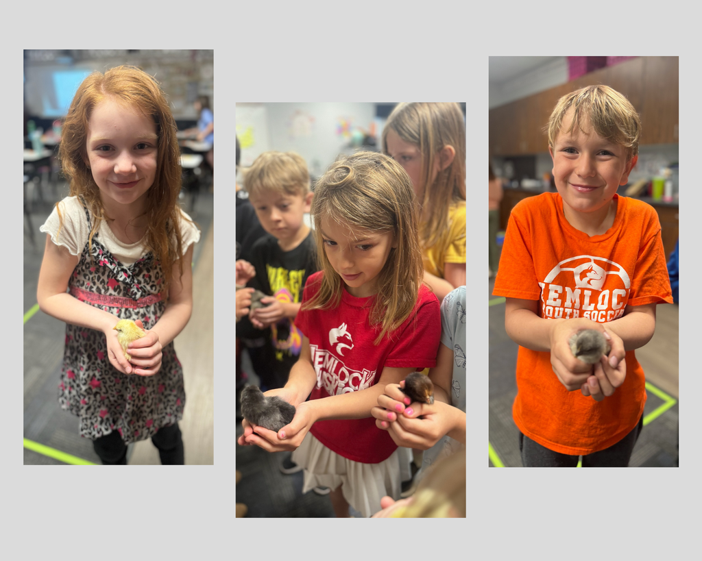 Baby Chicks