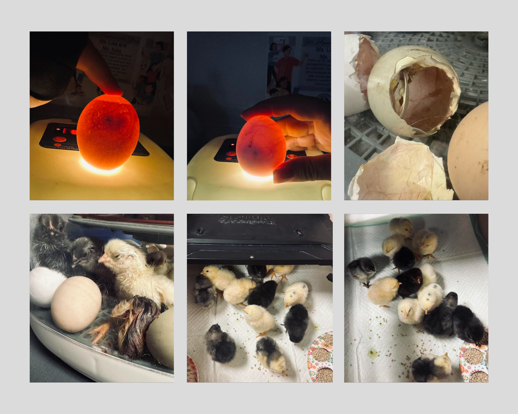 Baby Chicks