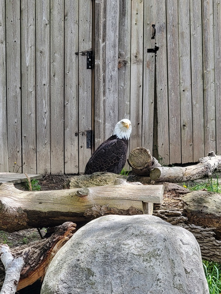 American Eagle Day