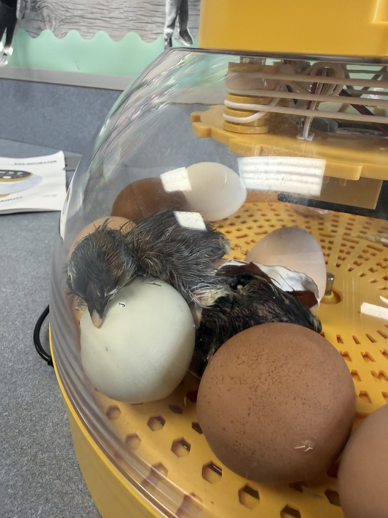 chicks