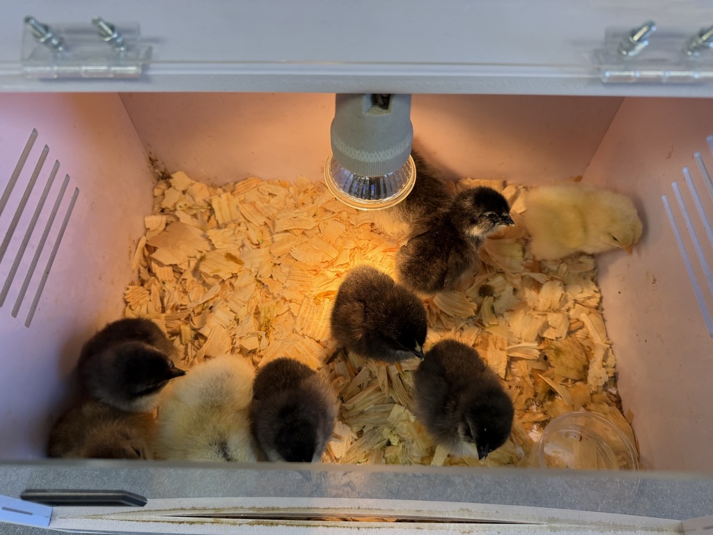 chicks