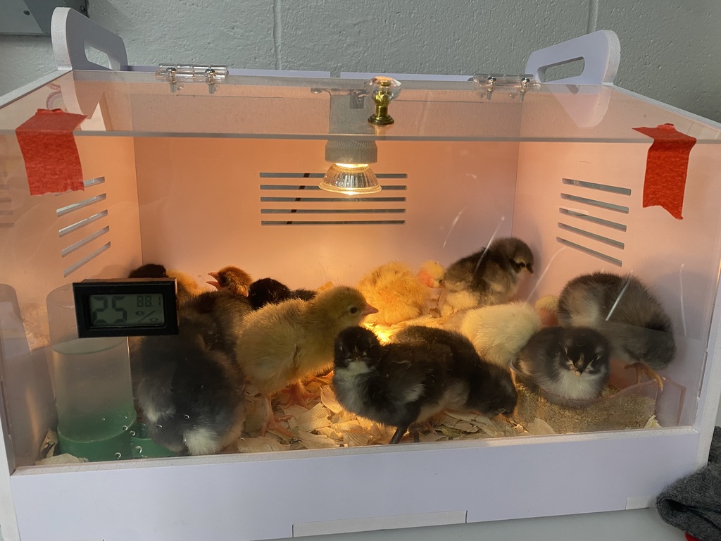 Hatching
