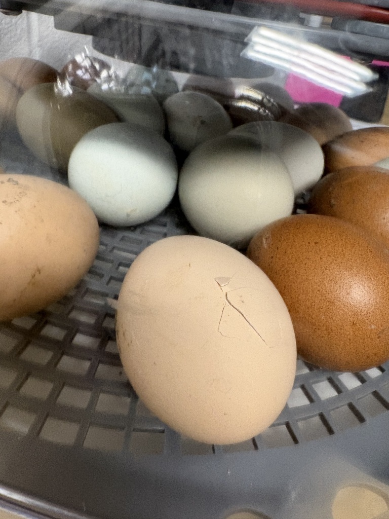 Hatching