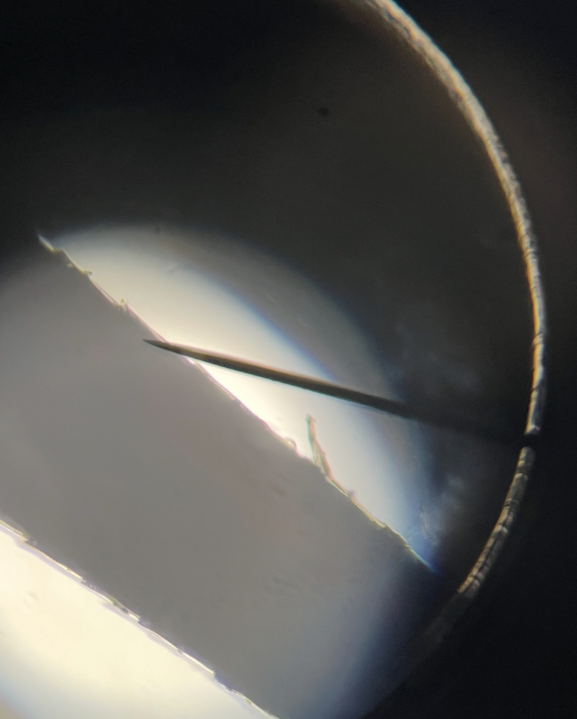 5th Grade Hatchet Book Study