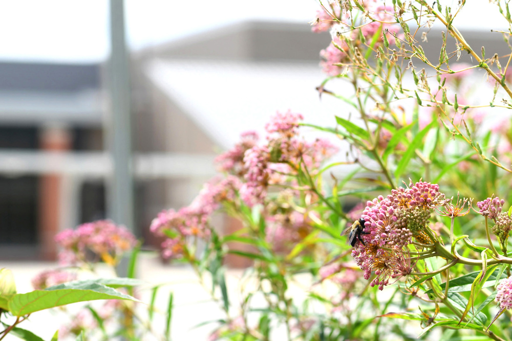 A bee explores milkweed blooms at J.R. Tucker H.S. pollinator garden