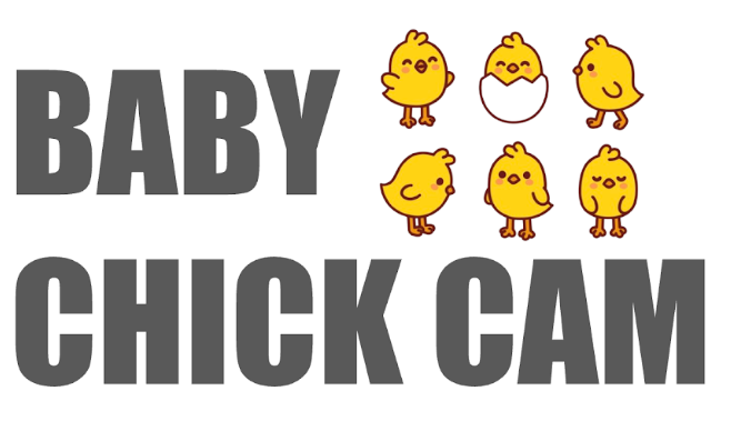 Baby Chick Cam