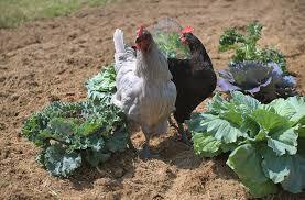 chickens in the garden