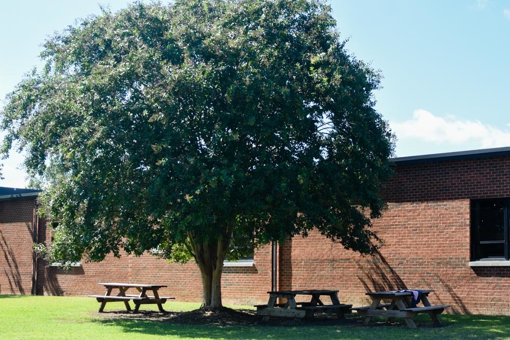 A tree stands over picnic tables.