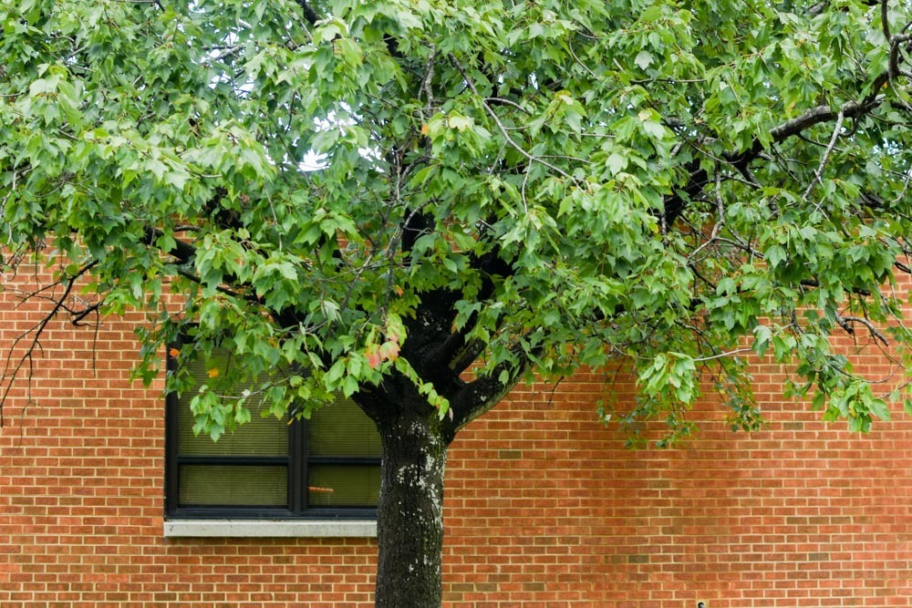 A tree in front of a window.