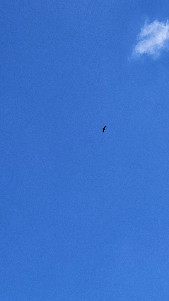 A bird in a blue sky.