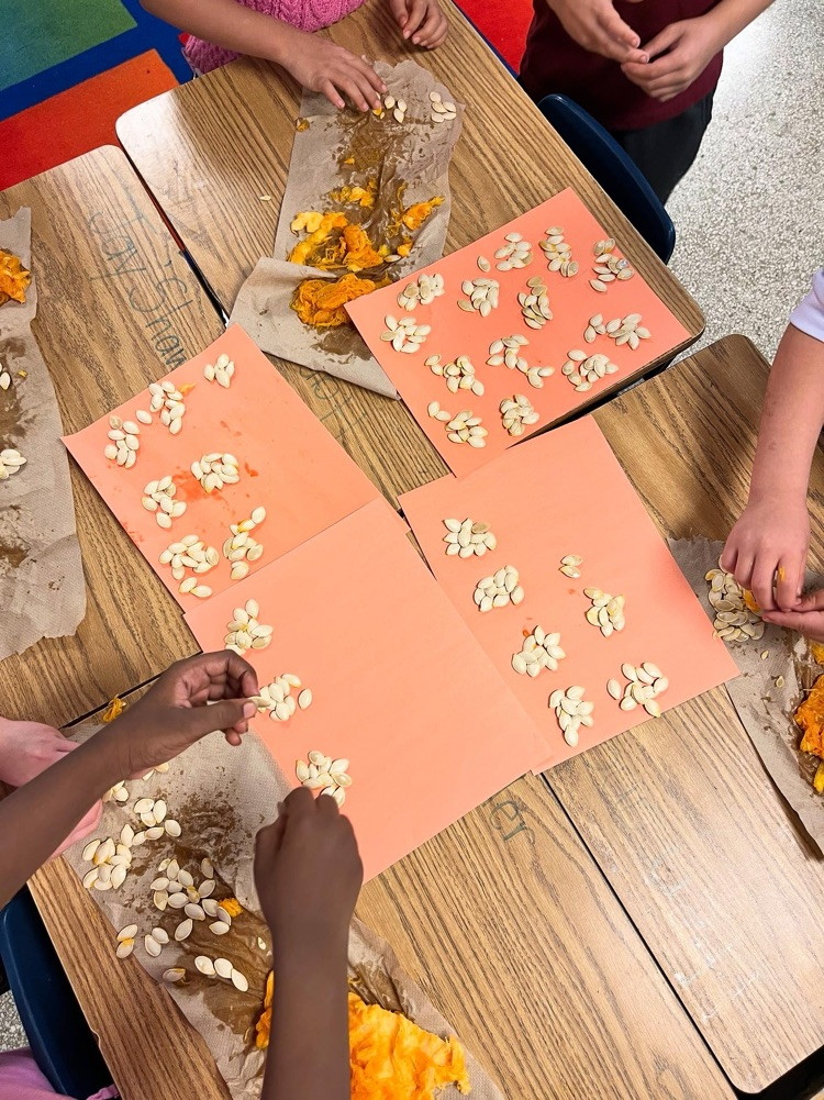 second graders sorting pumpkin seeds