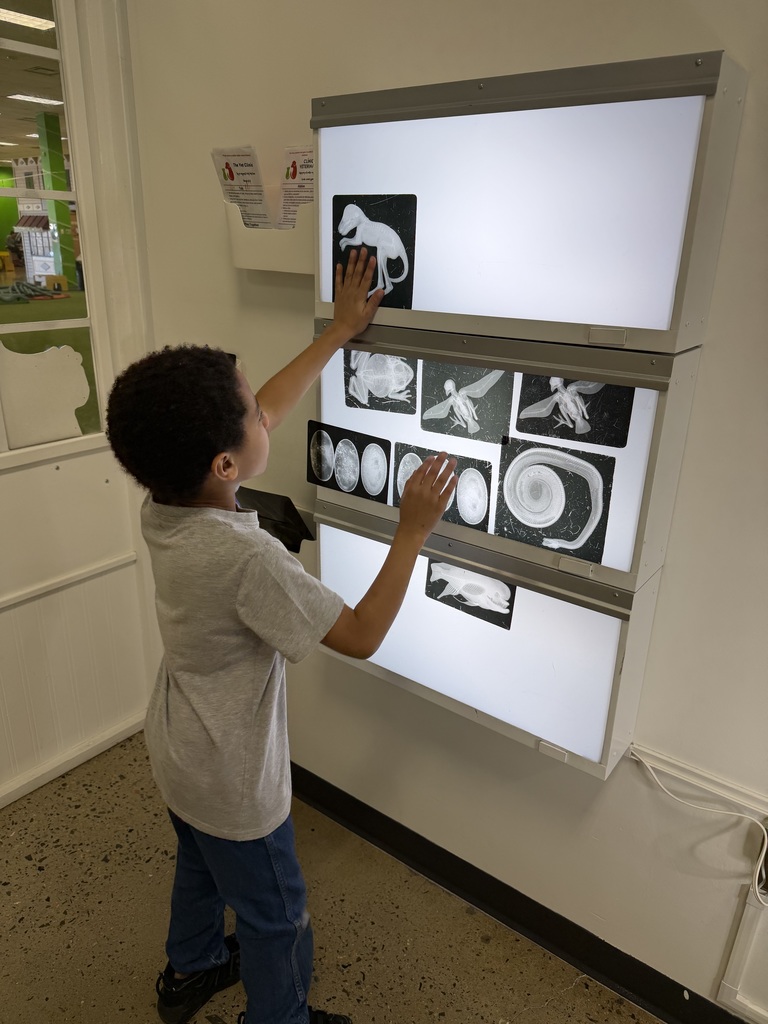 Student looks at x-ray images.