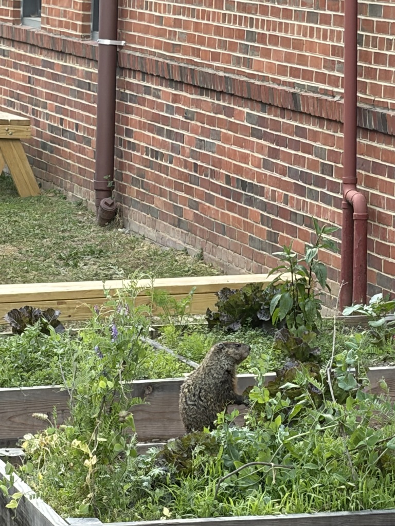 Garden Lesson