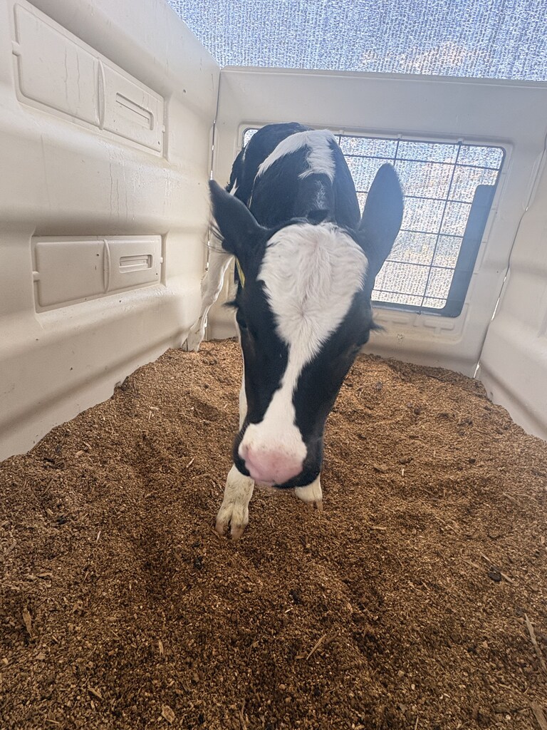 Baby Cow