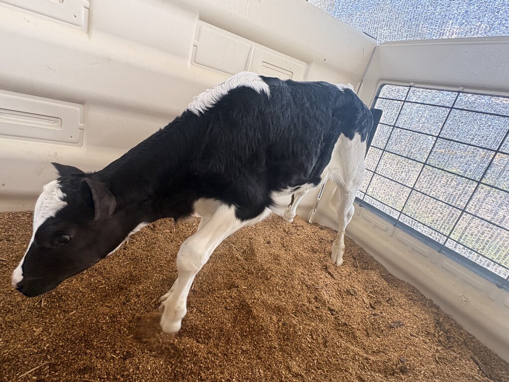 Baby Cow