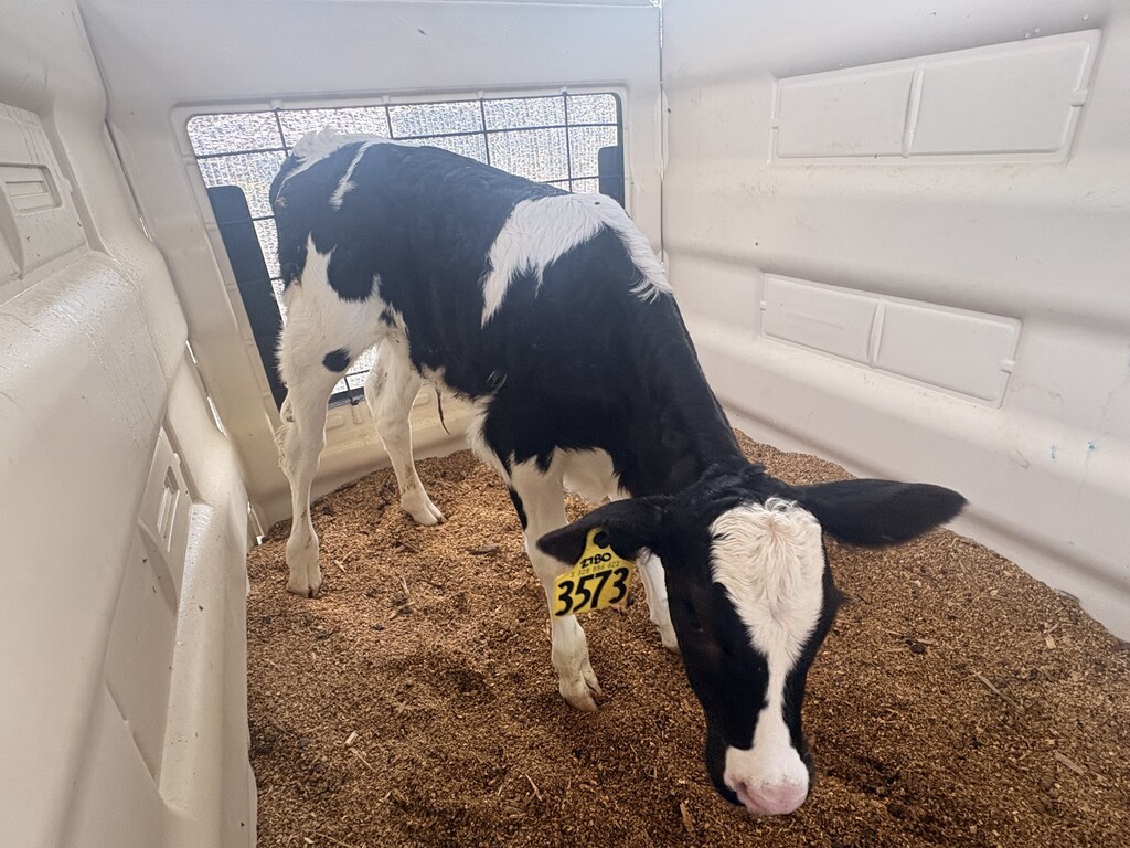 Baby Cow
