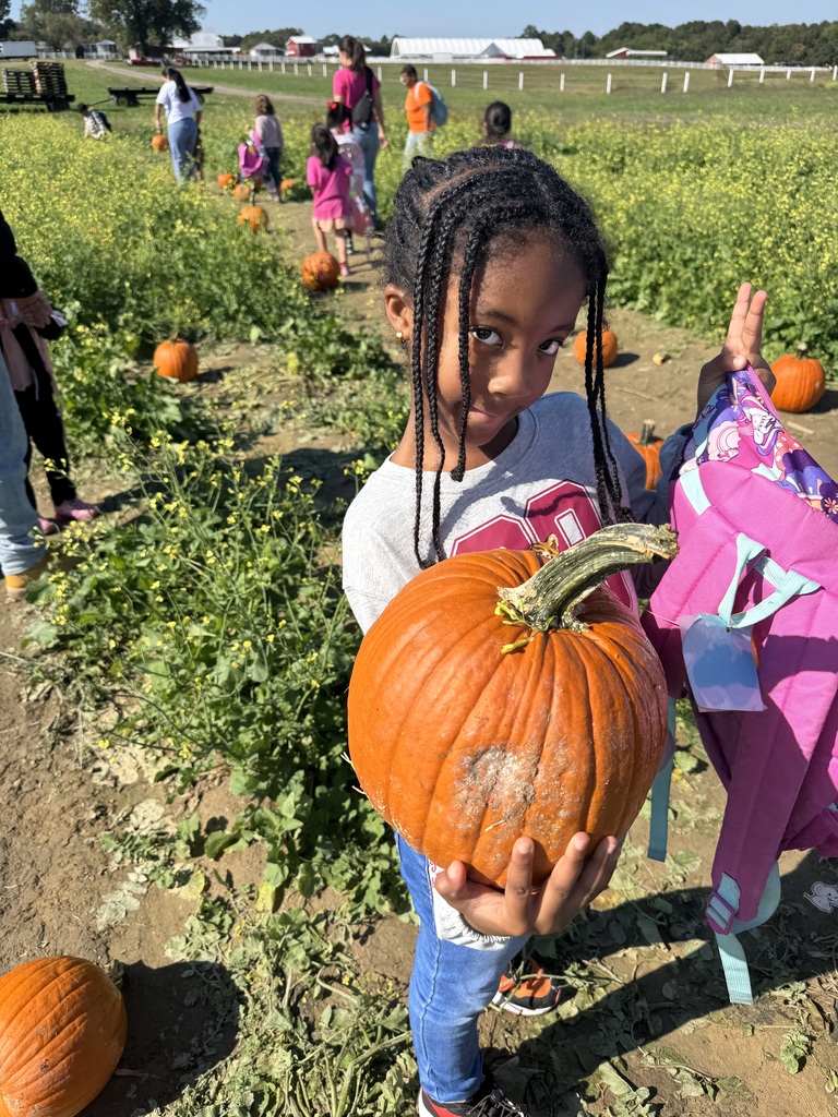 Pumpkin patch