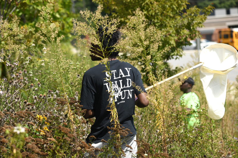 Students gently net pollinators at the site.