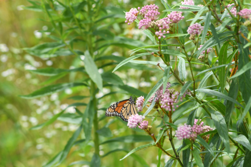 A monarch butterfly lands on a milkweed plant at the J.R. Tucker H.S. pollinator habitat.