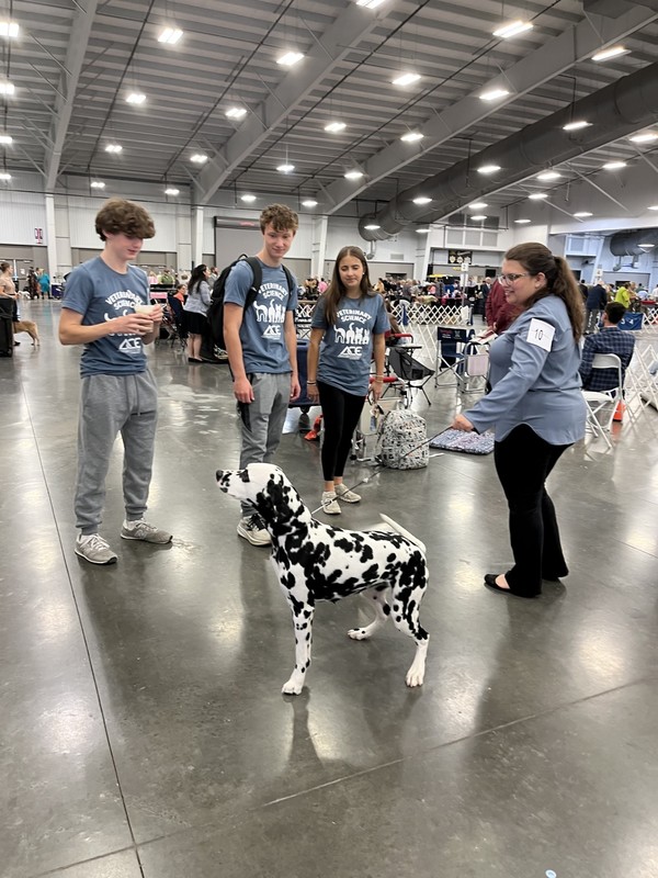 at the dog show