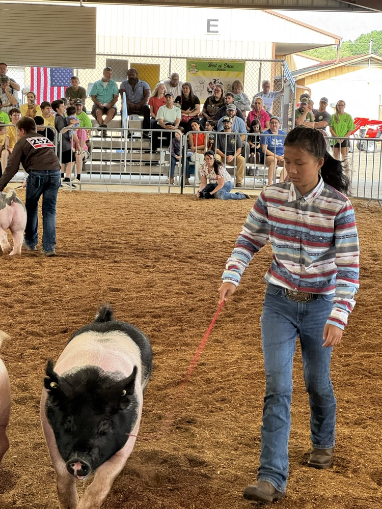 Fair 1