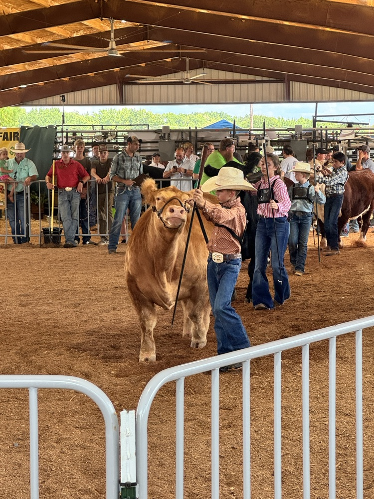 Fair 6