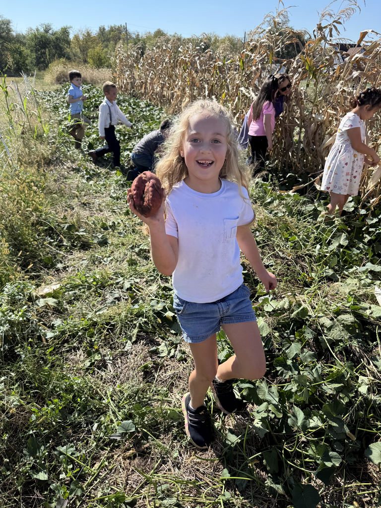 finding sweet potatoes