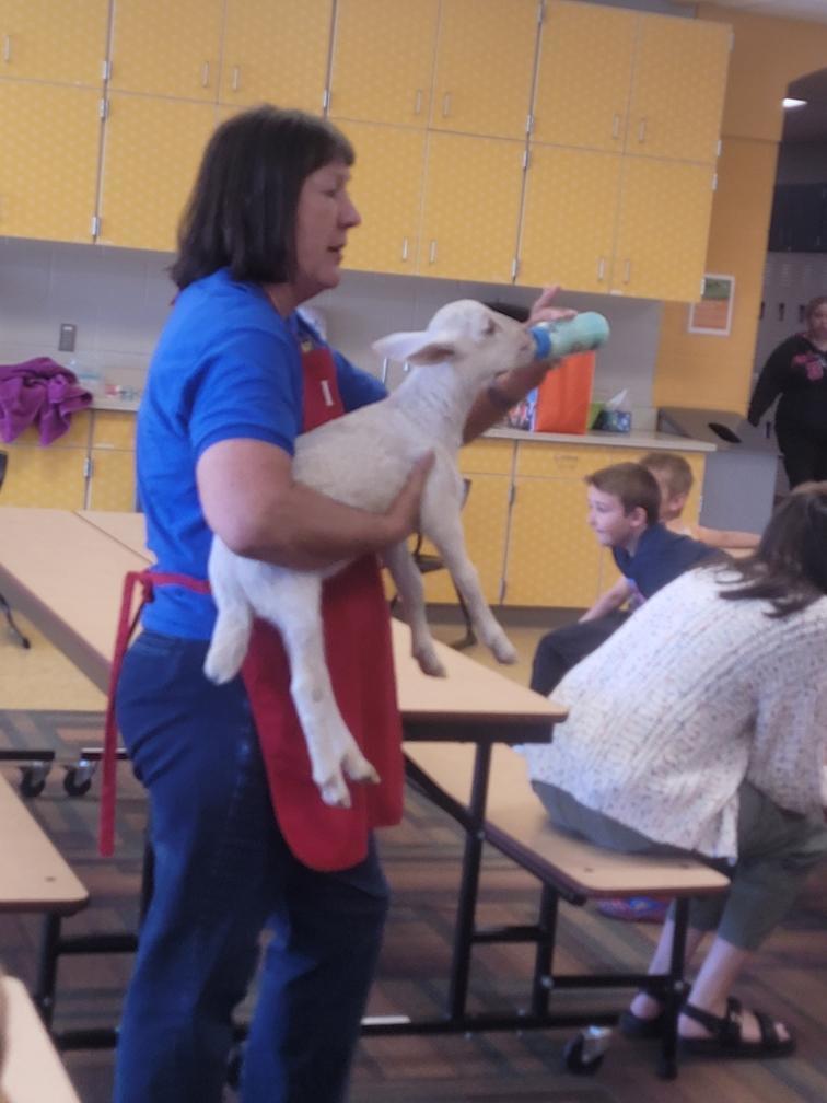feeding the lamb