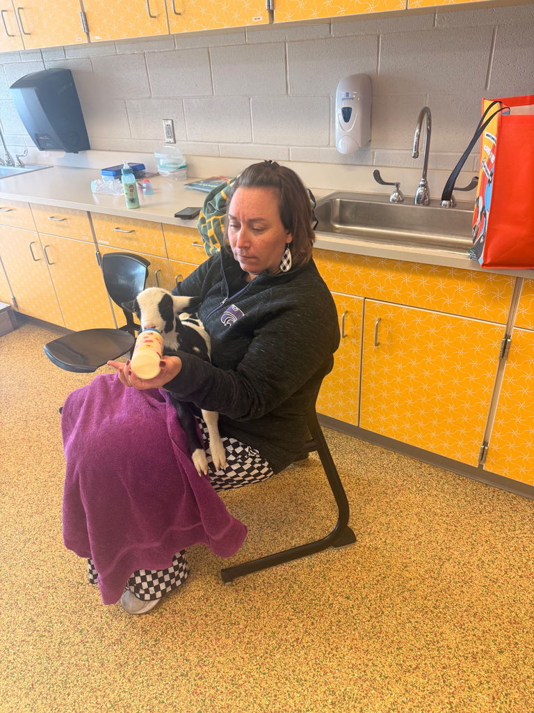 Mrs. Meyer feeding the lamb
