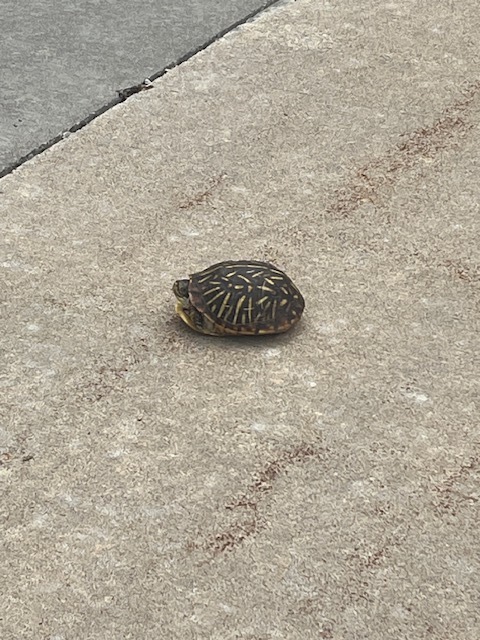 Baby Turtle