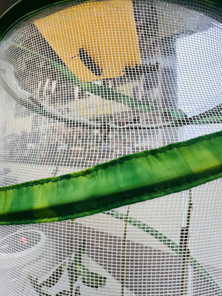caterpillar