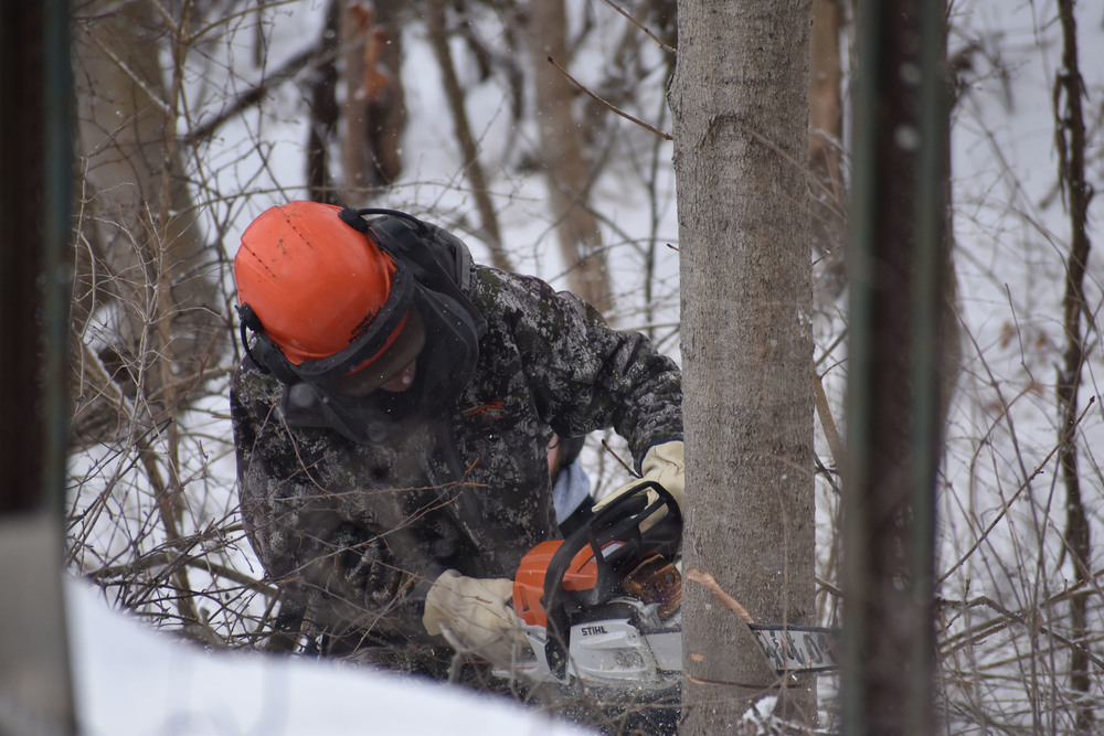 Conservation student cutting down a tree