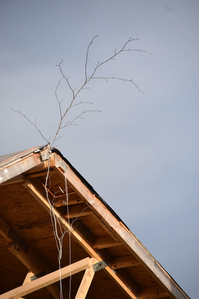 Closeup of Building Construction house with a branch on it