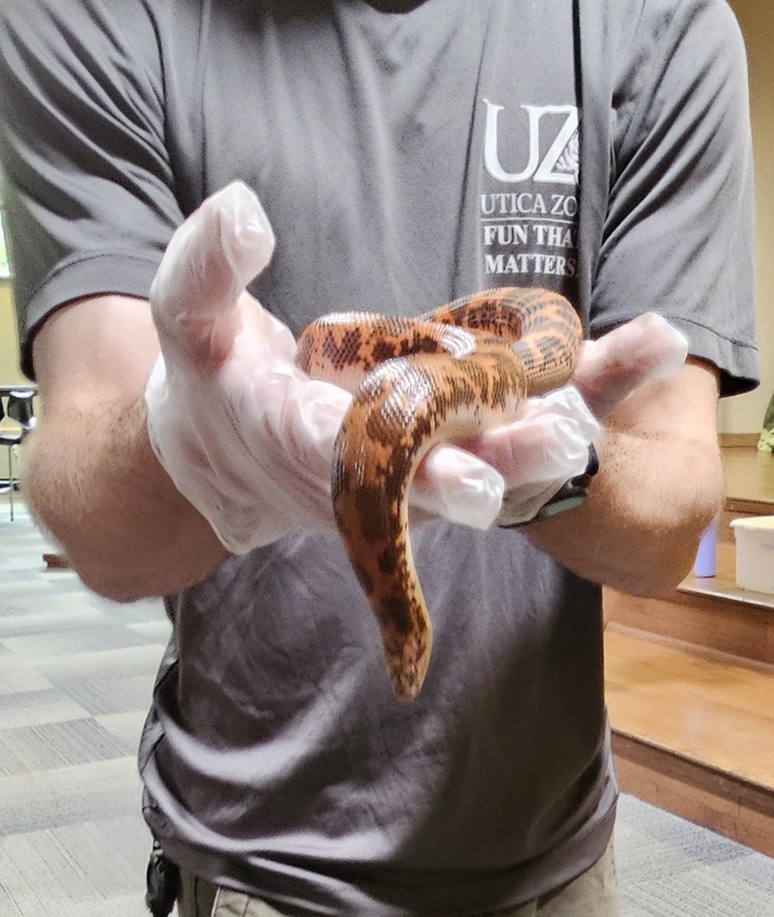 hands holding a snake