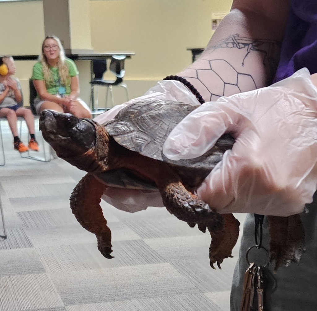 Hands holding a turtle