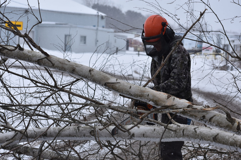 Conservation student cutting up a tree with chainsaw