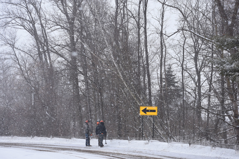 Teacher and two students looking at leaning trees over roadway