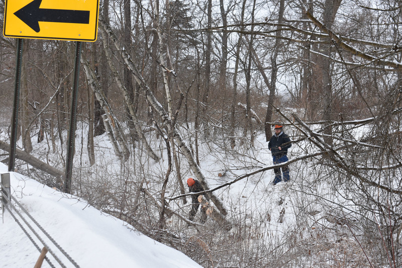 Conservation student cutting down a tree with chainsaw as teacher looks on