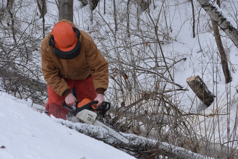 Conservation student cutting up a tree with chainsaw