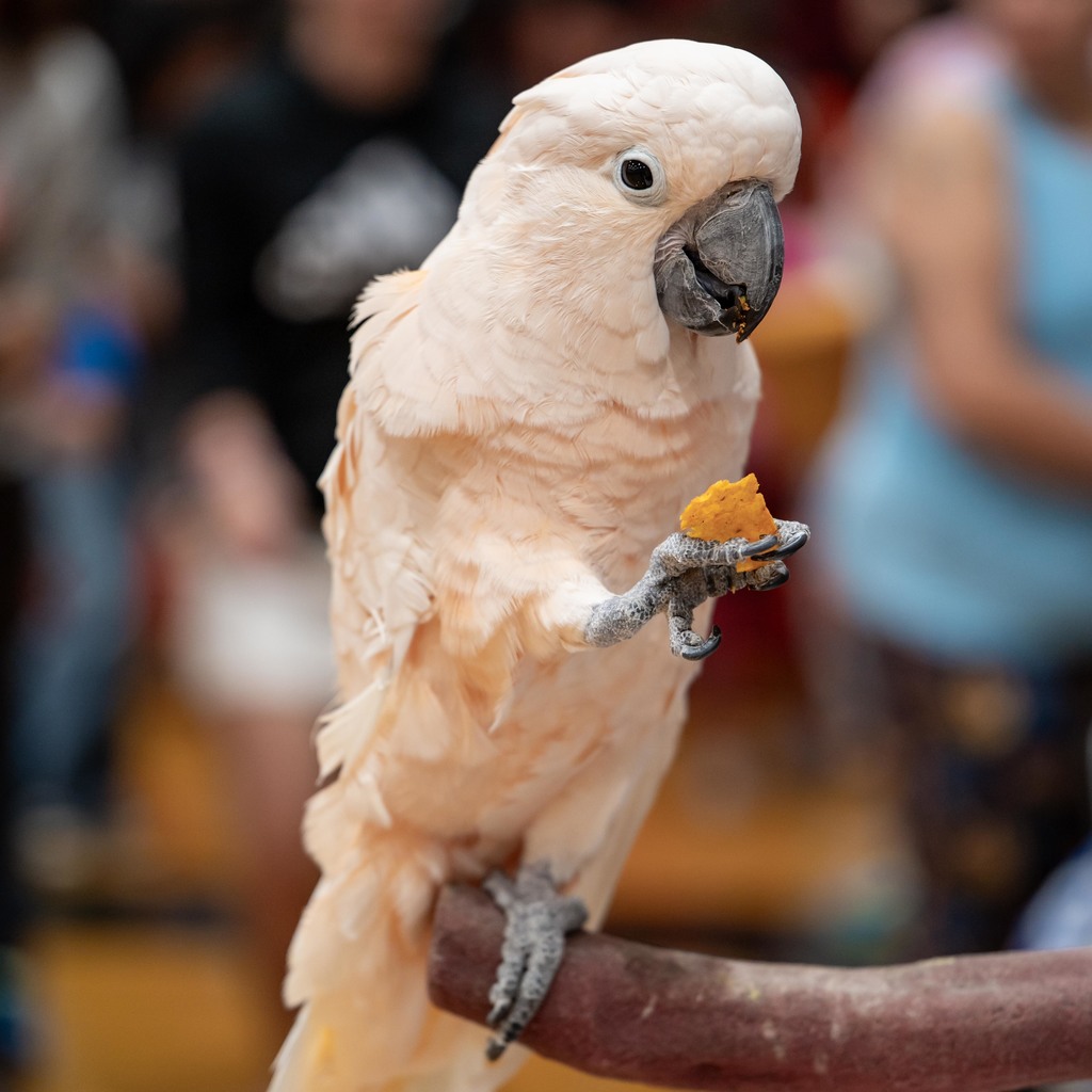 Zoodles Animal Education