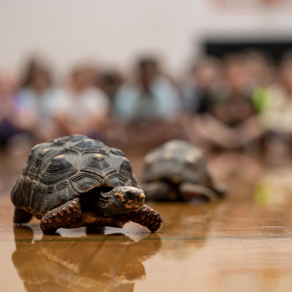 Zoodles Animal Education